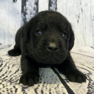 Labrador Retriever Puppy Cane