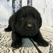 Labrador Retriever Puppy Cane