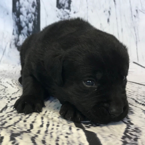 Labrador Retriever Puppy Cane