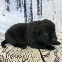 Labrador Retriever Puppy Cane