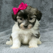 Havanese Puppy Gracie
