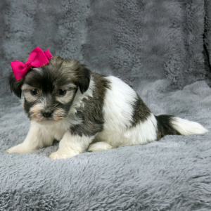 Havanese Puppy Gracie