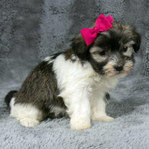 Havanese Puppy Gracie
