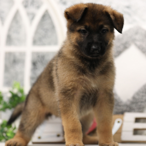 German Shepherd Dog Puppy Jules