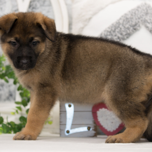 German Shepherd Dog Puppy Jules