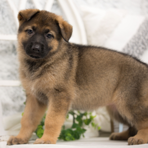 German Shepherd Dog Puppy Jules