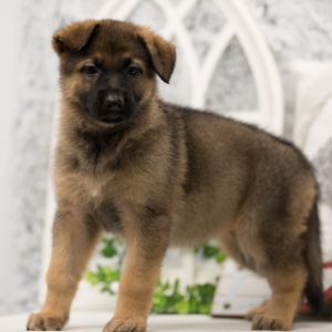 German Shepherd Dog Puppy Jules