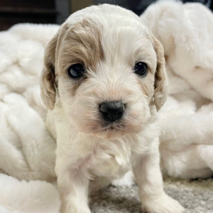 Cavapoo Puppy Flower