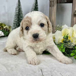 Cavapoo Puppy Flower