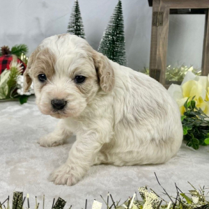 Cavapoo Puppy Flower