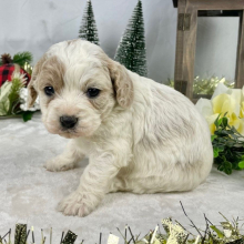 Cavapoo Puppy Flower