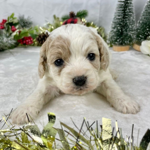 Cavapoo Puppy Flower