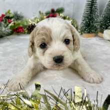Cavapoo Puppy Flower