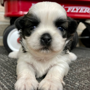Shih Tzu Puppy Cash