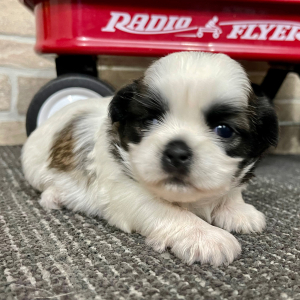 Shih Tzu Puppy Cash
