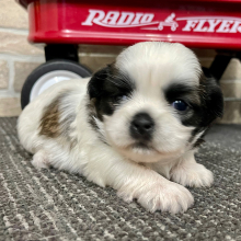 Shih Tzu Puppy Cash
