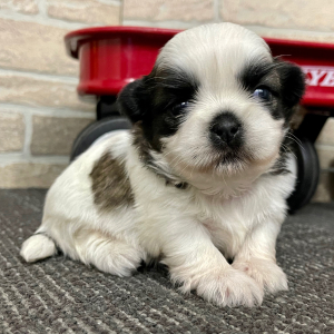 Shih Tzu Puppy Cash