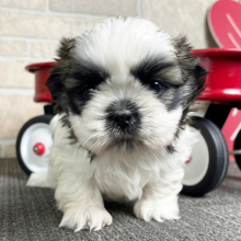 Shih Tzu Puppy Cash