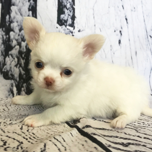 Chihuahua Puppy Wiley