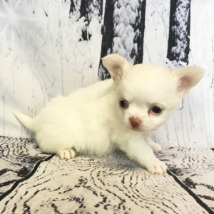 Chihuahua Puppy Wiley