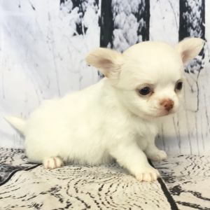 Chihuahua Puppy Wiley