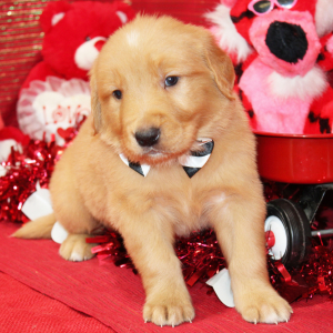Golden Retriever Puppy Sarge
