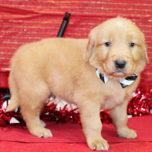 Golden Retriever Puppy Sarge