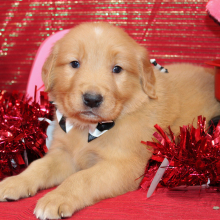 Golden Retriever Puppy Sarge