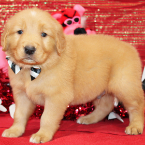 Golden Retriever Puppy Sarge