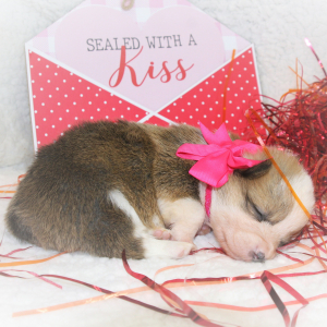 Pembroke Welsh Corgi Puppy Lilly