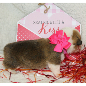 Pembroke Welsh Corgi Puppy Lilly
