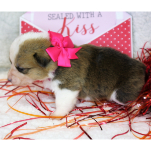 Pembroke Welsh Corgi Puppy Lilly