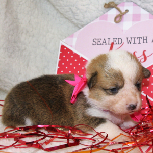 Pembroke Welsh Corgi Puppy Lilly