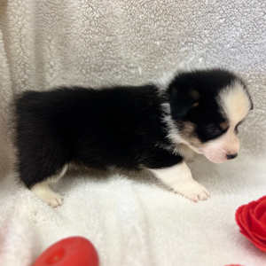 Pembroke Welsh Corgi Puppy Levi