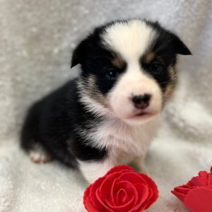 Pembroke Welsh Corgi Puppy Levi