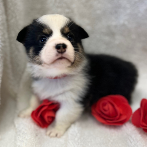 Pembroke Welsh Corgi Puppy Levi