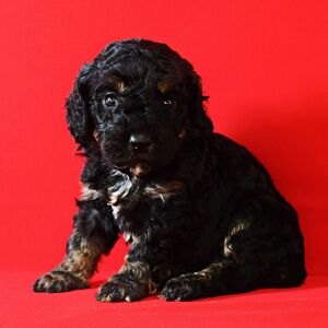 Poodle Puppy Leia