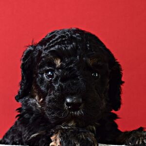 Poodle Puppy Leia