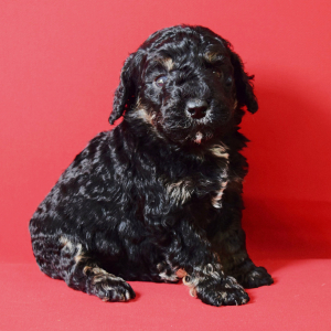 Poodle Puppy Leia