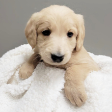 Labradoodle Puppy Rose