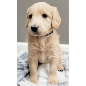 Labradoodle Puppy Rose
