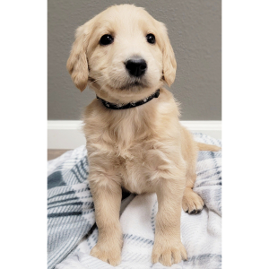 Labradoodle Puppy Rose