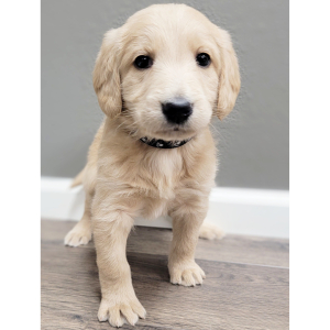 Labradoodle Puppy Rose
