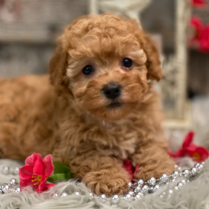 Poodle Puppy Kassie