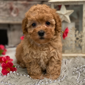 Poodle Puppy Kassie