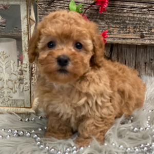 Poodle Puppy Kassie