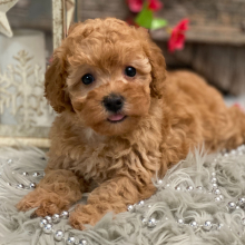 Poodle Puppy Kassie