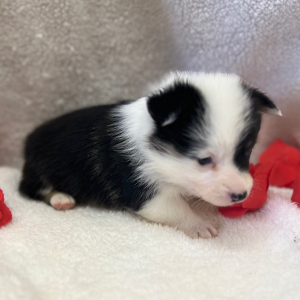 Pembroke Welsh Corgi Puppy Ava