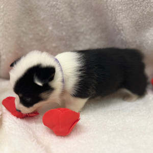 Pembroke Welsh Corgi Puppy Ava