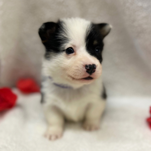 Pembroke Welsh Corgi Puppy Ava